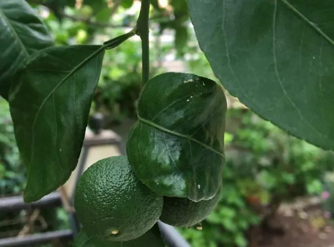 Bed & Breakfast Alaburic & Mali Lošinj