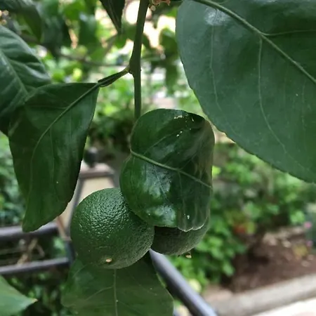 Bed & Breakfast Alaburic & Mali Lošinj